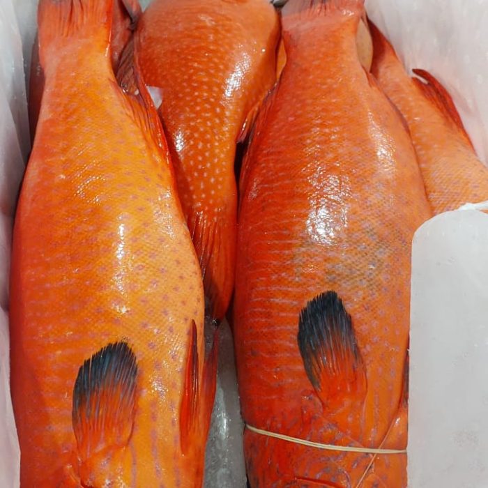 IMG-20250614-WA0067