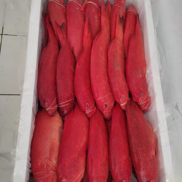 IMG-20250614-WA0069